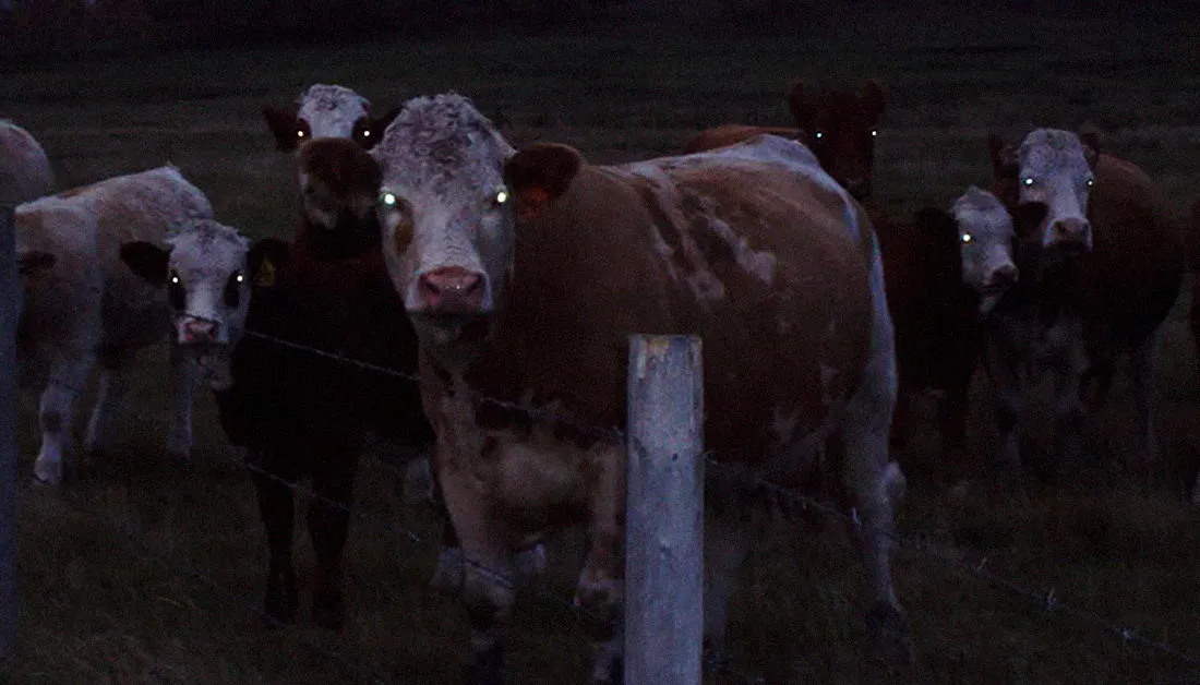 Фото: страница Cows are the Silent Jury in the Trial of Mankind в Facebook