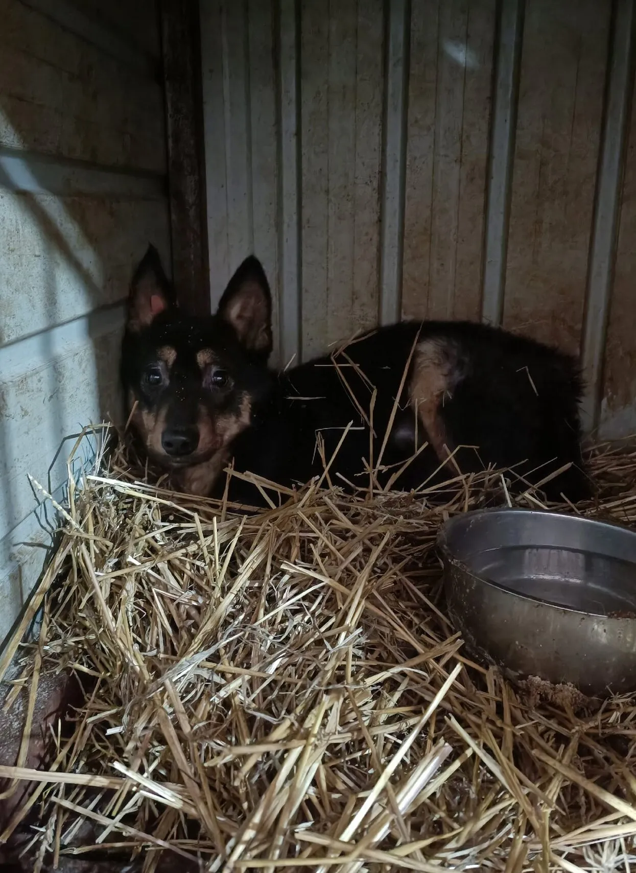 Приют «Ананда», Улан-Удэ