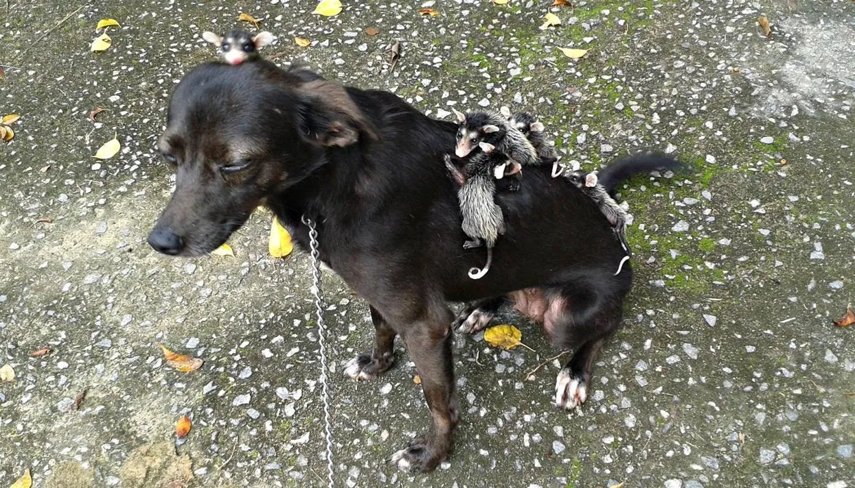 Фото: Stephanie Maldonado Adestramento de Cães / Facebook