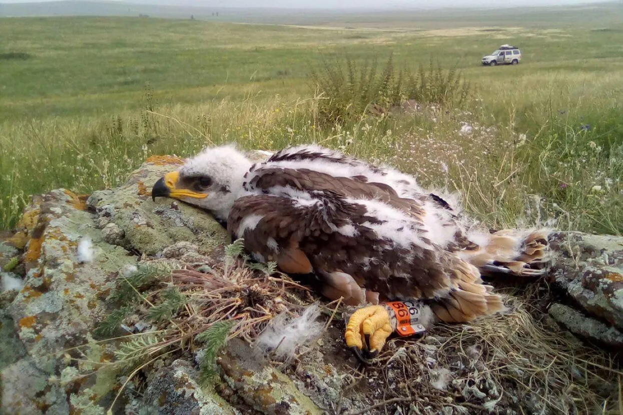 Центр реабилитации диких животных (ЦРХП НСО)