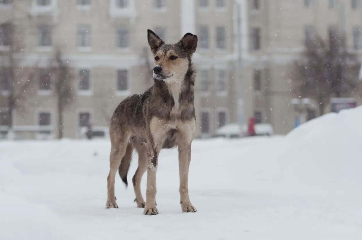 Sofia Iartseva / Shutterstock 