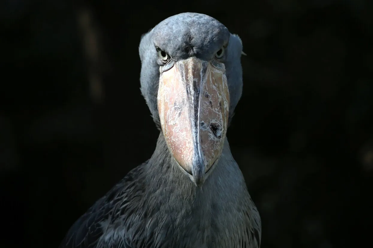 Itsuo Inouye / AP / Scanpix / LETA