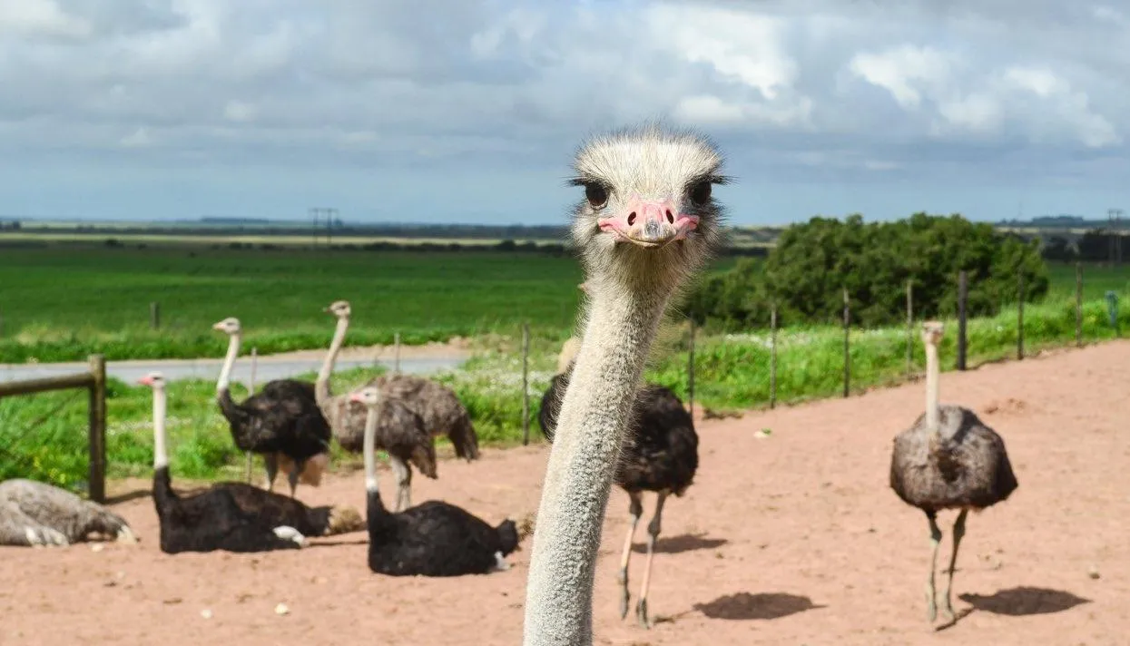 Фото: jbdodane / Alamy / Vida Press