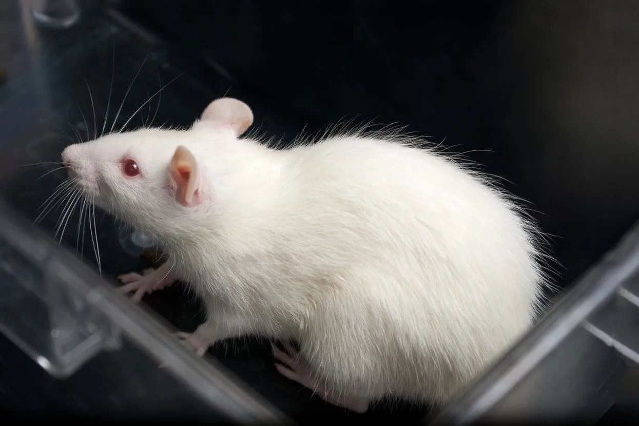 ibreakstock / Shutterstock.com