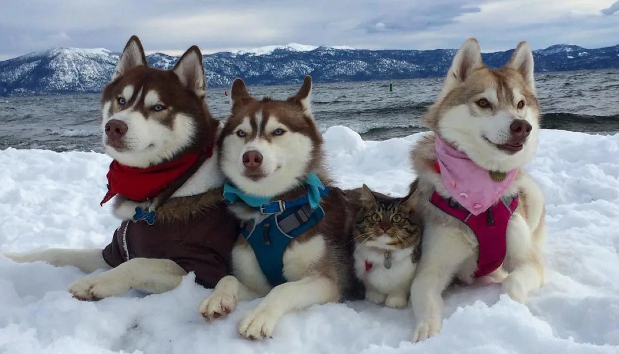 Фото: lilothehusky / Instagram