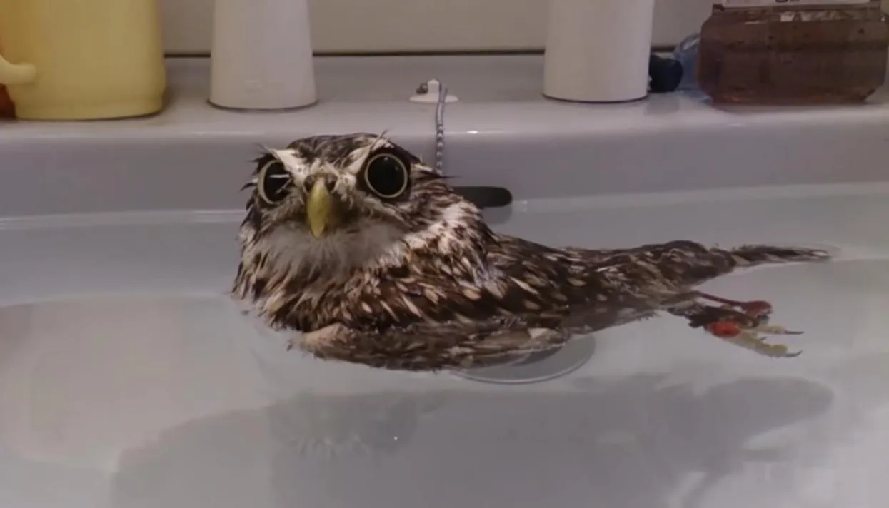 Кадр: 木村英俊 / YouTube