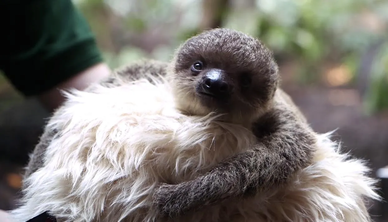 Кадр: ZSL — Zoological Society of London / YouTube