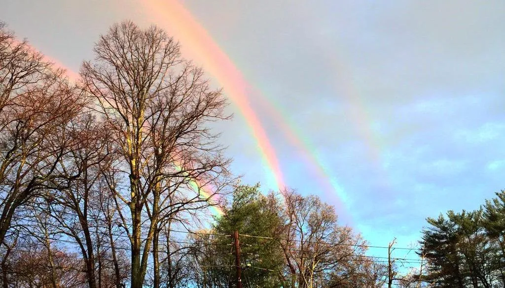 Фото: Amanda Curtis / Twitter