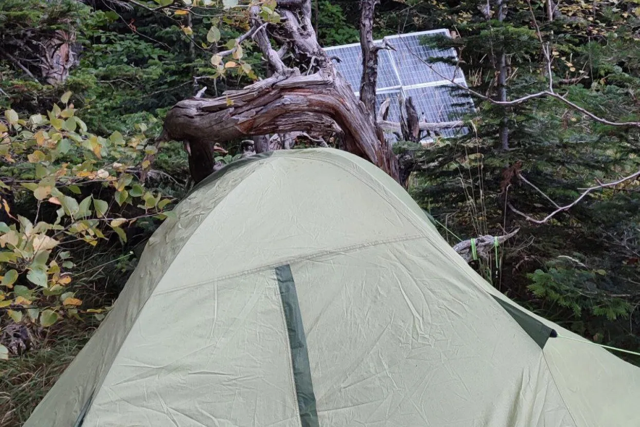 Телеграм-канал «Логичный лесник»