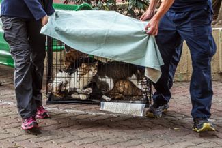 Полученную от владельцев информацию зоозащитные организации передавали пожарным, чтобы они проверяли квартиры, где могли находиться животные, и забирали их. По словам представителя Hong Kong Guardians, из загоревшихся домов удалось спасти как минимум 10 кошек и семь собак, а также несколько черепах. 