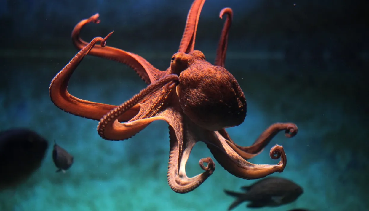 VPC Animals Photo / Alamy / Vida Press