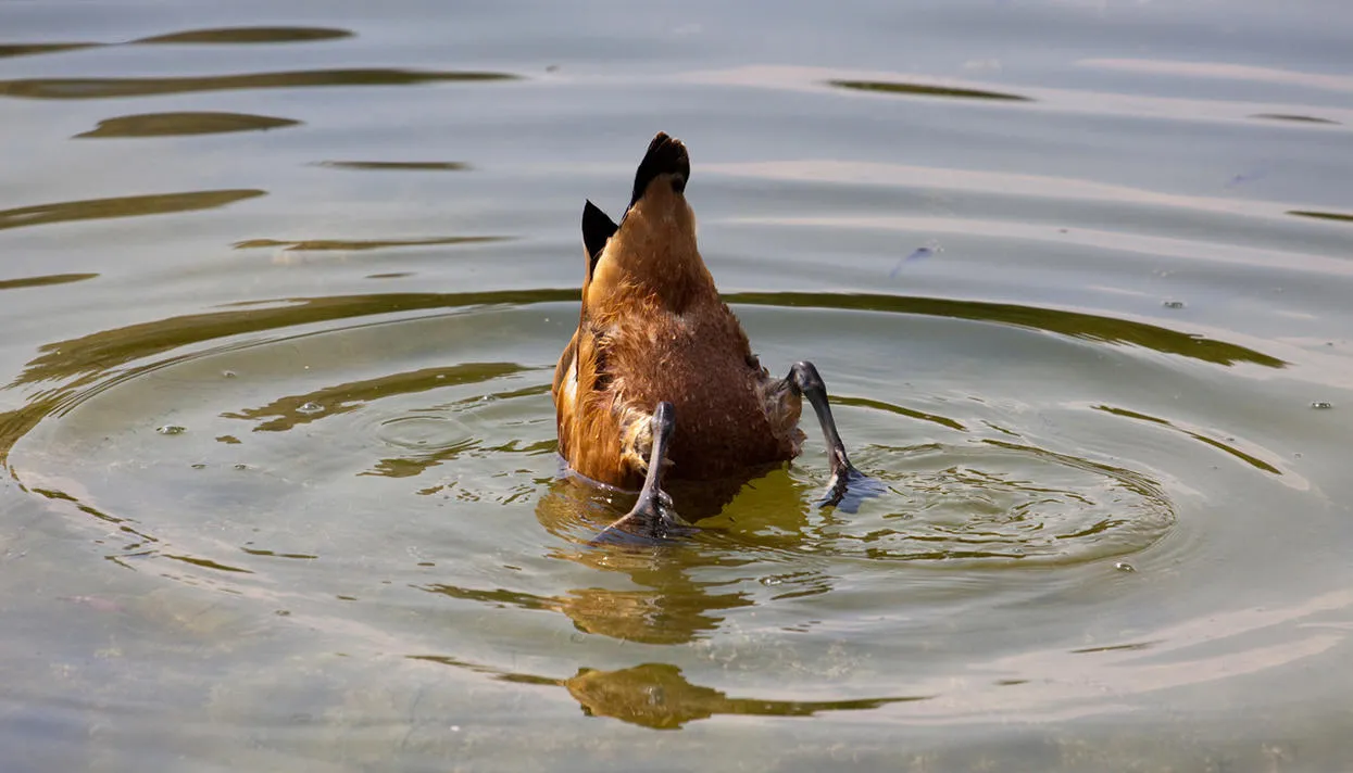 Фото: Марина Михайлова / Фотобанк Лори