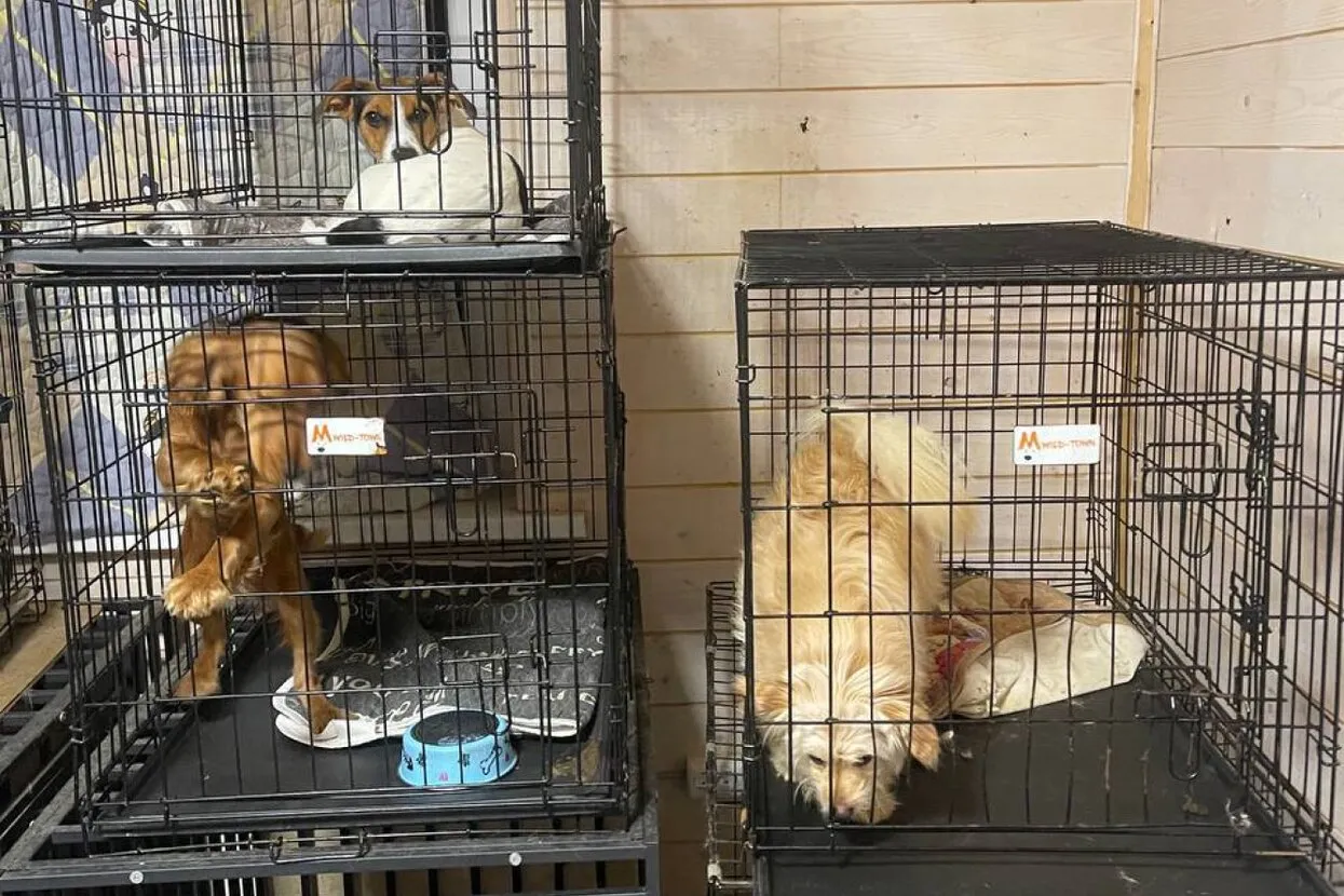 Телеграм-канал певицы Mona